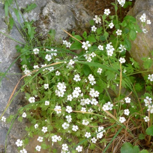 Flowering generosity.