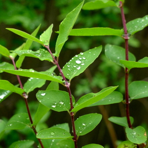 Drops of joy.