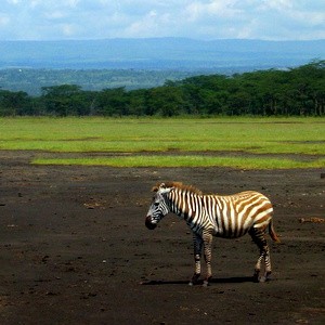 zebra-alone2
